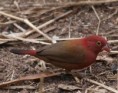 /album/photogallery/black-bellied-firefinch-jpg/